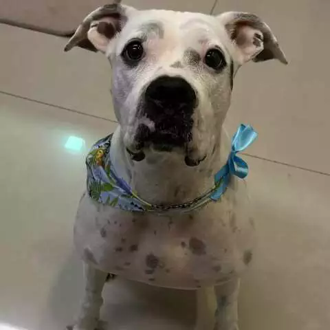 Desespero na fronteira: Boxer desaparecida em MT mobiliza buscas até MS