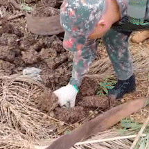 Resgate Em Campo Grande: Filhotes de Papagaio Salvos Após Queda de Ninho
