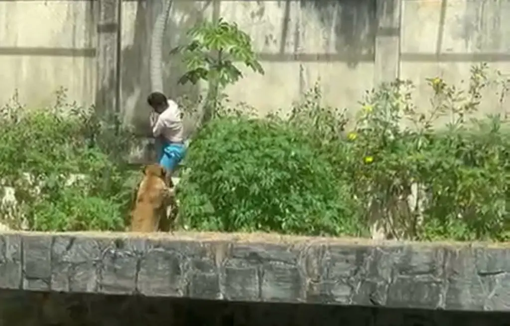 Tragédia no Zoológico: Homem Morre Após Invadir Jaula de Leoa em João Pessoa