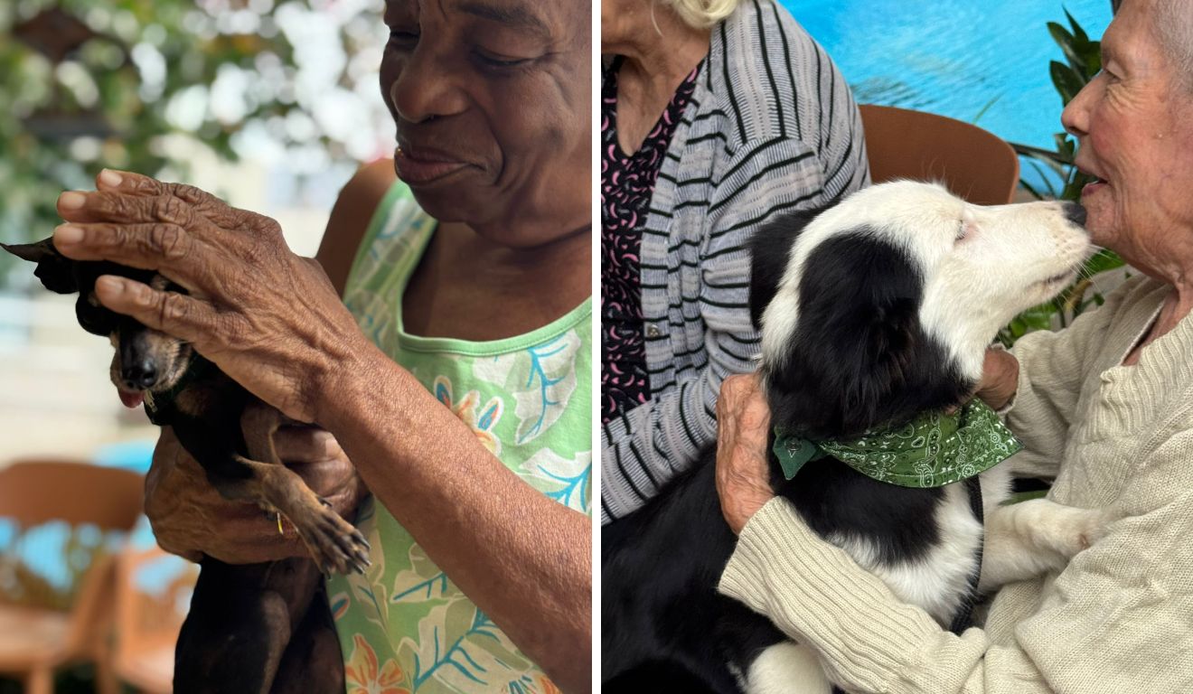 Cães Terapeutas Levam Conforto e Alegria a Idosos e Crianças Autistas na Grande Vitória