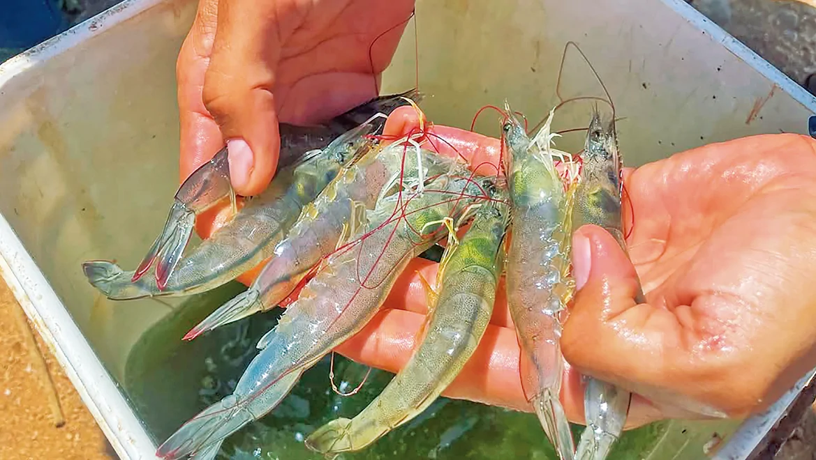 Rio Grande do Norte Impulsiona Carcinicultura no Interior: 150 Novos Produtores de Camarão Formalizados Até 2026