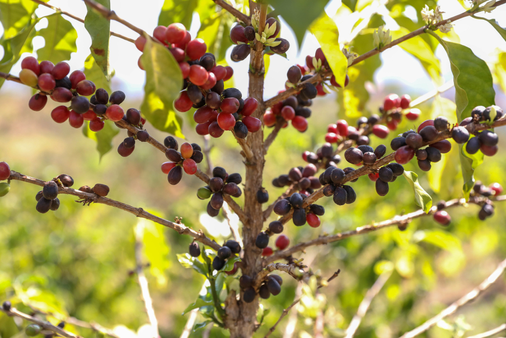 Café Brasileiro Ameaçado: Redução de Tarifas Globais Aprofunda Desvantagem Competitiva nos EUA