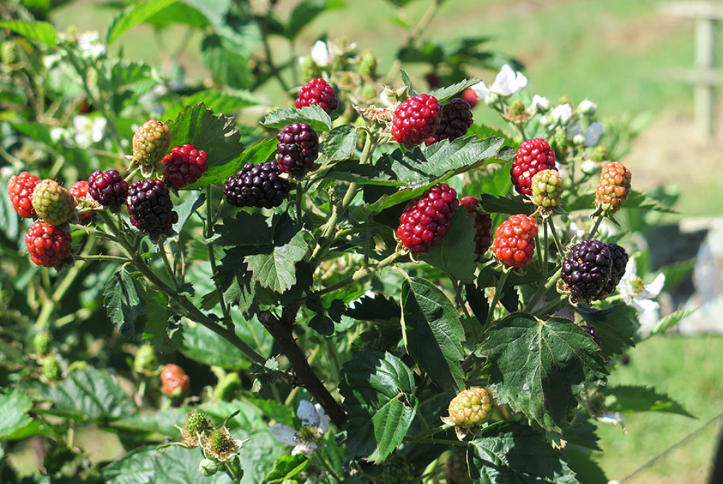 Amora: A Fruta Roxa que Impulsiona a Saúde e Pode Ser Cultivada em Casa