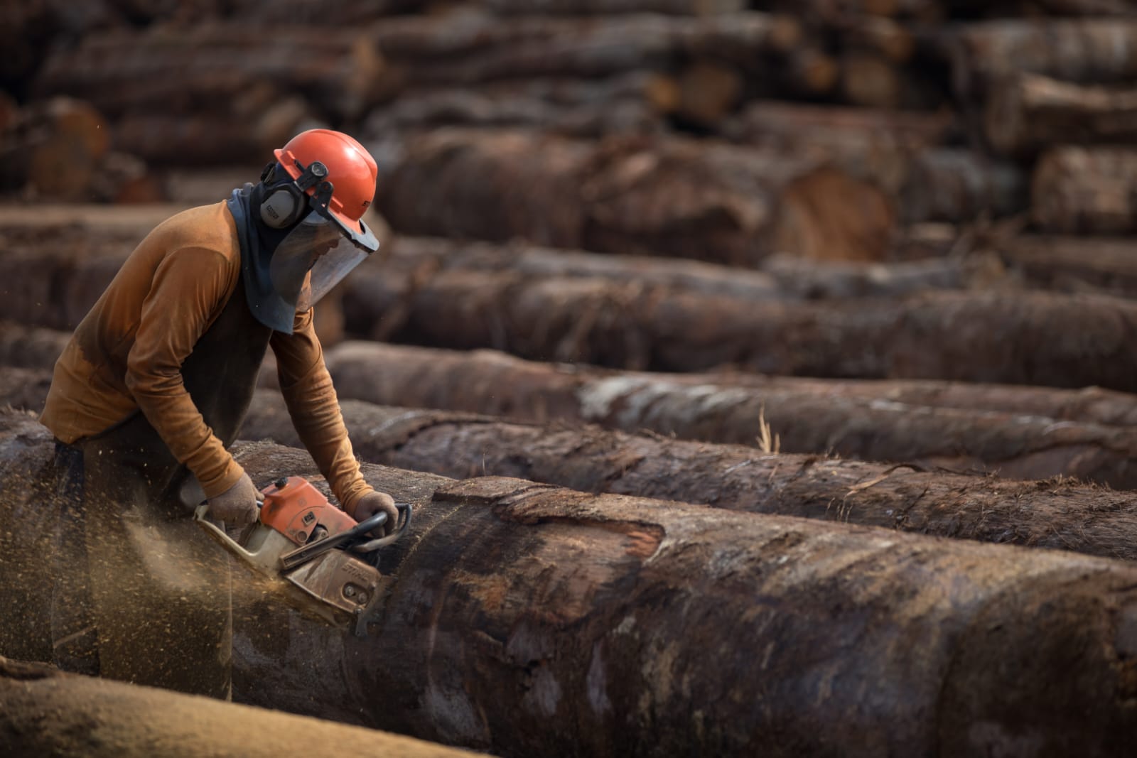 Amapá e Acre Impulsionam Novo Mapa da Madeira Nativa na Amazônia, Aponta Anuário do Imaflora