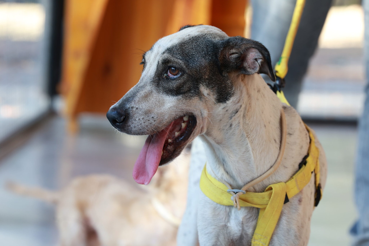 Palmas Lança Campanha Gratuita de Combate ao Câncer em Cães e Gatos