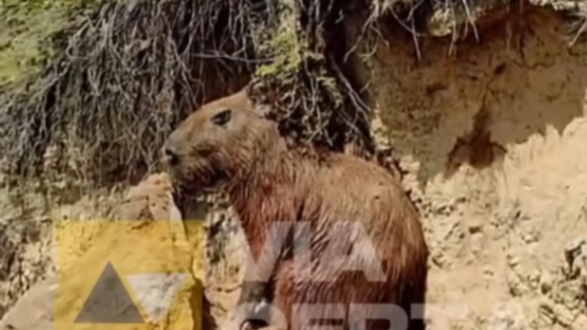 Capivara ‘turista’ surpreende banhistas em praia de Natal; veja vídeo