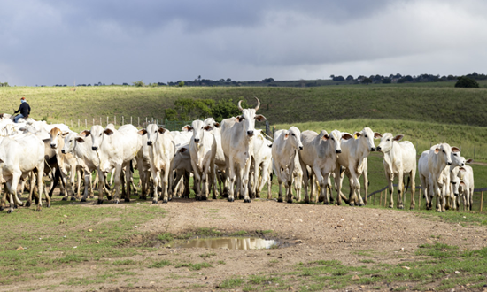 Sergipe Reforça Vigilância Sanitária Após Atingir Status Livre de Aftosa Sem Vacinação