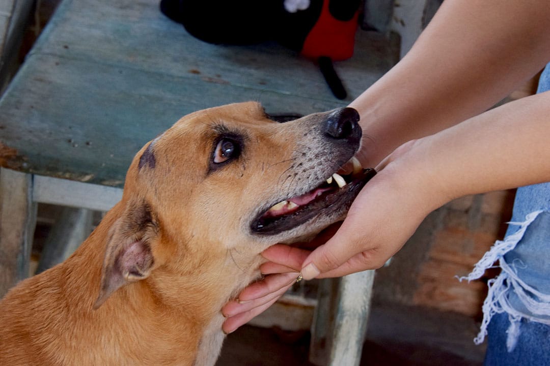 Justiça Determina: Prefeitura de Boa Vista Deve Construir Abrigo para Animais Abandonados