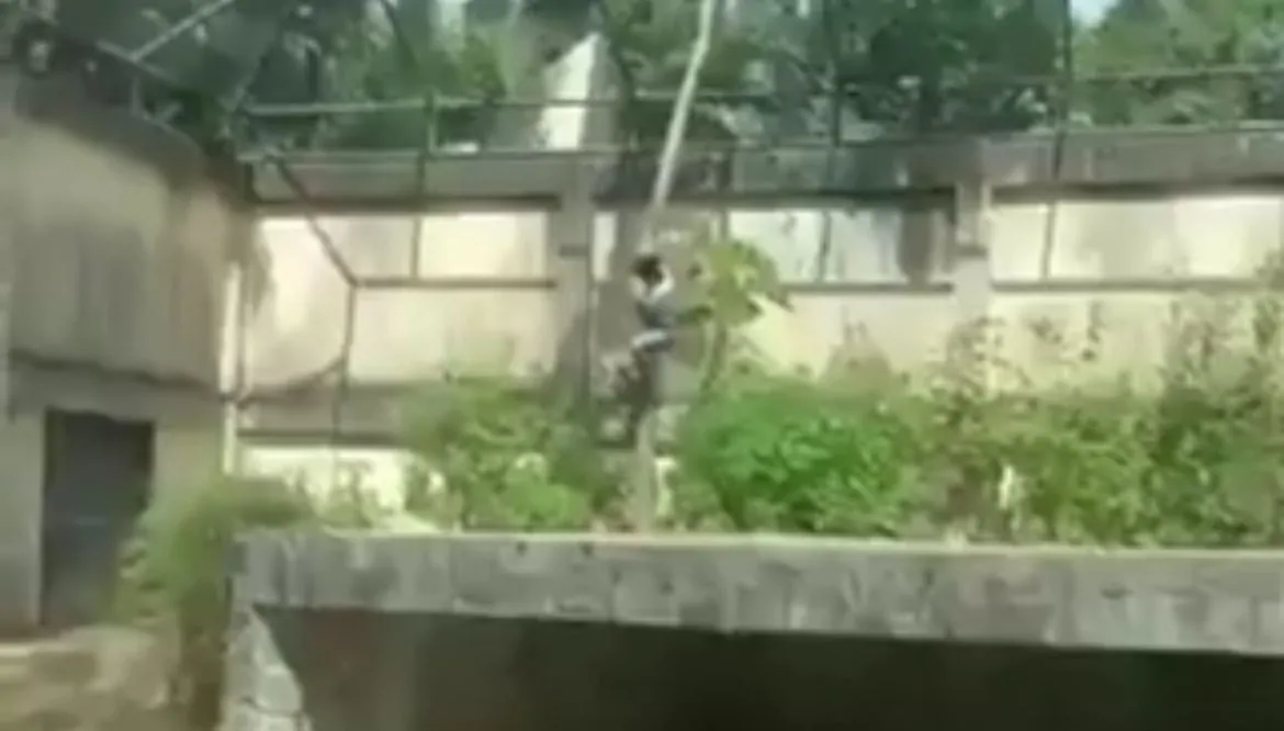 Tragédia em Zoológico: Homem com Suspeita de Transtornos Mentais Morre Atacado por Leoa na Paraíba