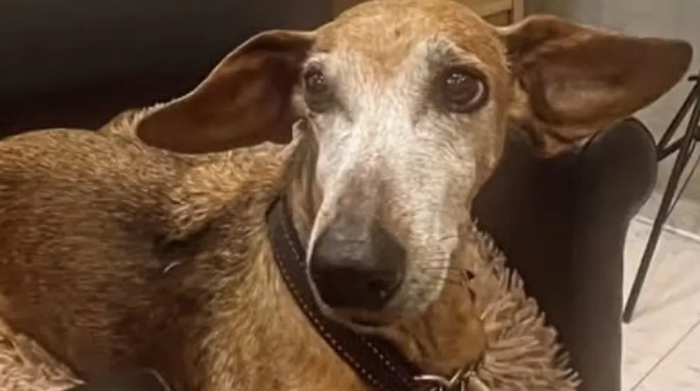 Passeador de Cães Indiciado por Maus-Tratos a Cadela Idosa no Leblon; Vídeo Causa Indignação