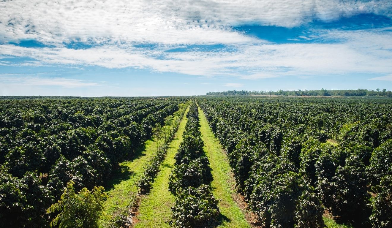 Em Jaguaré, Sucessão Familiar Impulsiona Agricultura Sustentável e Tecnológica no Espírito Santo