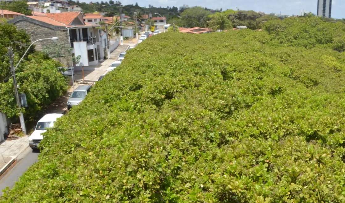 Cajueiro de Pirangi: Gigante Natural do RN é Oficialmente Patrimônio do Estado