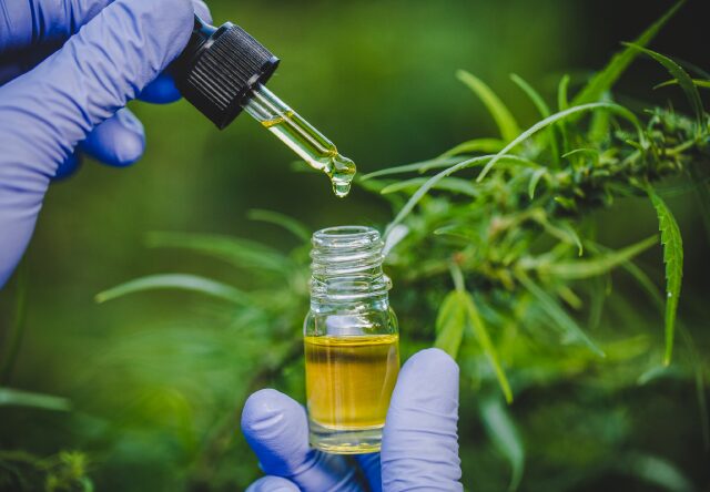 Regulamentação da Cannabis Medicinal: STJ Estende Prazo Pela Enésima Vez, Frustrando Expectativas