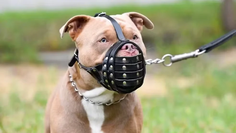 Natal debate lei que exige focinheira para pitbulls e cães de grande porte em áreas públicas