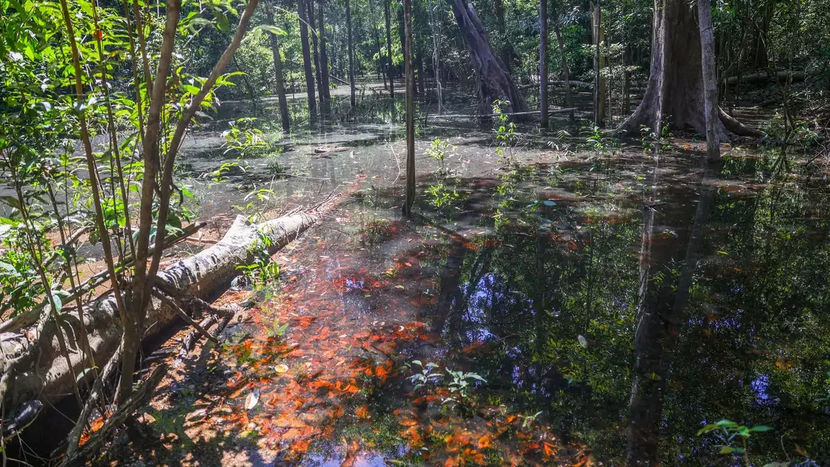Pegadas de Dinossauros Revelam Presença Pré-Histórica na Amazônia: Descoberta Inédita em Roraima