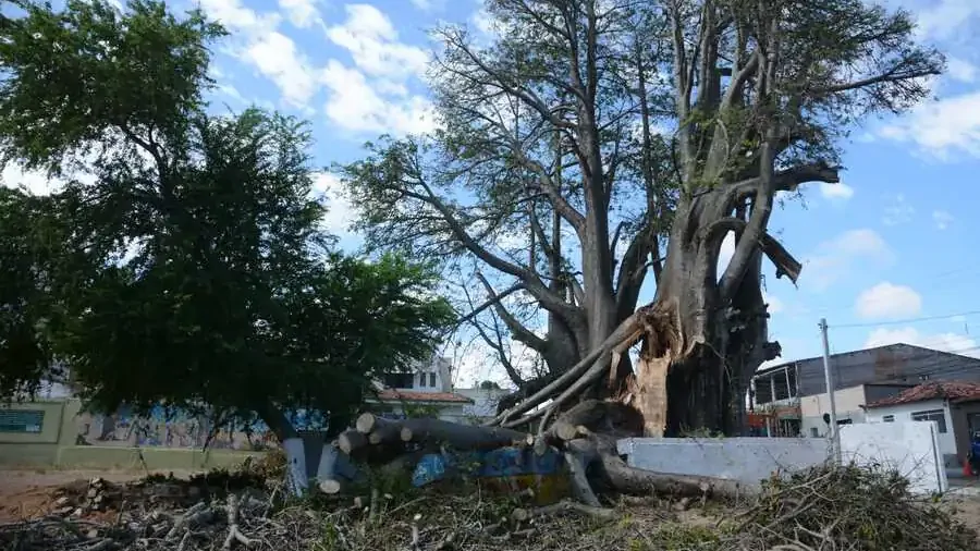 Baobá do Poeta em Natal: Remoção Urgente Após Interdições por Risco de Queda