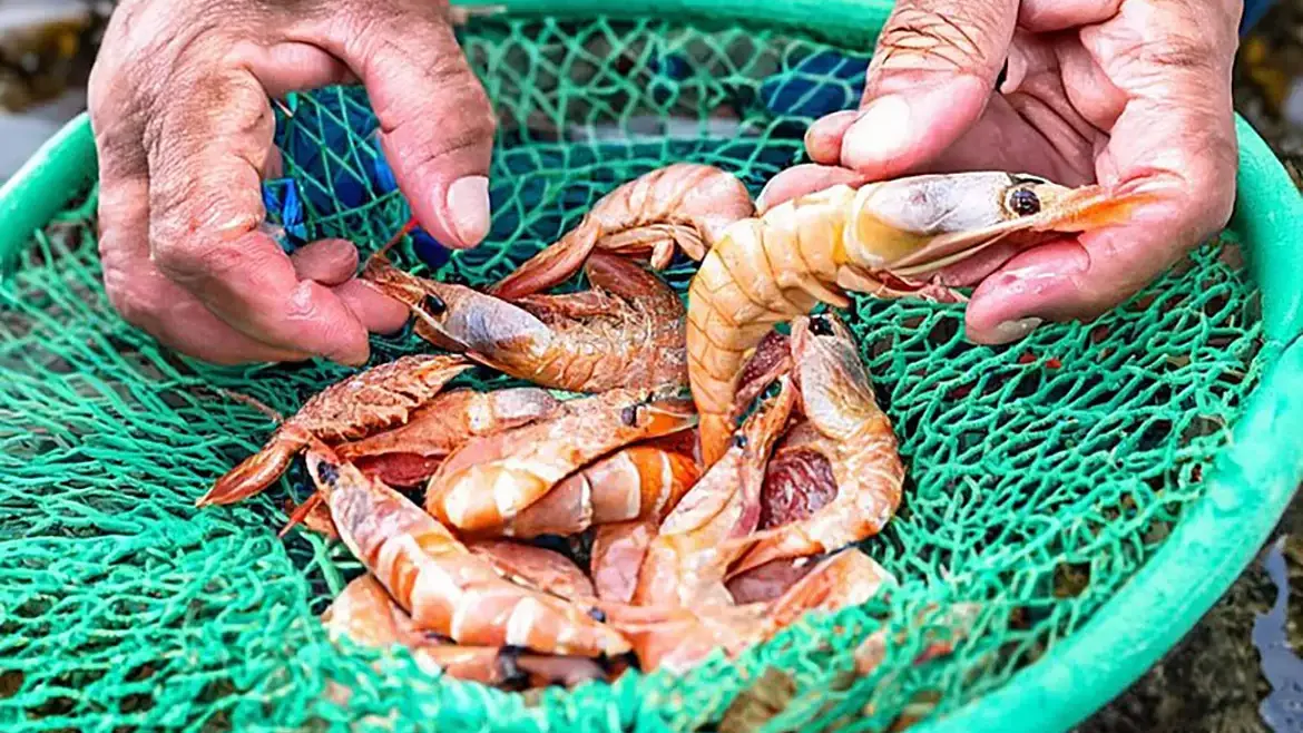 RN Impulsiona Criação de Camarão no Interior com Incentivos Fiscais e Ambientais