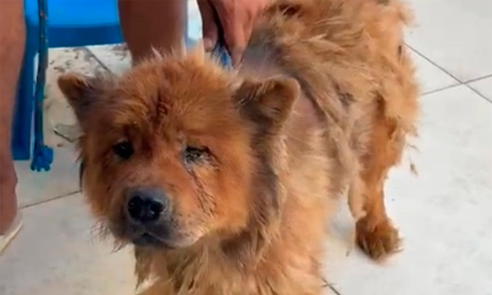 Itabaiana: Casal é Preso em Flagrante por Mantêr Cão em Condições Degradantes