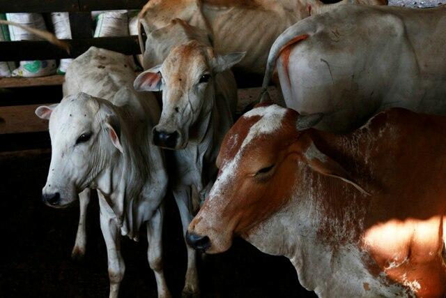 Atualização de Rebanhos em Roraima: Prazo Estendido para Garantir a Saúde Animal