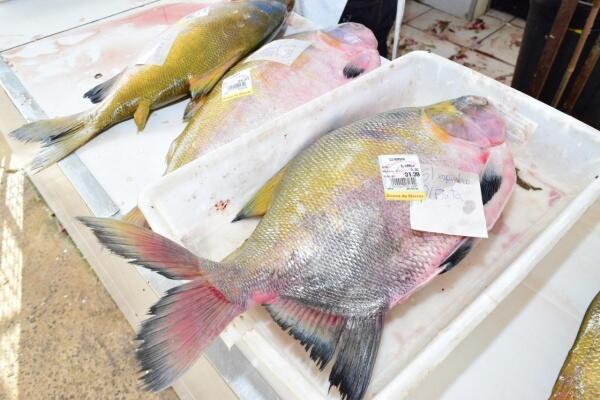 Peixes da Amazônia: Tesouro Nutricional que Impulsiona a Saúde