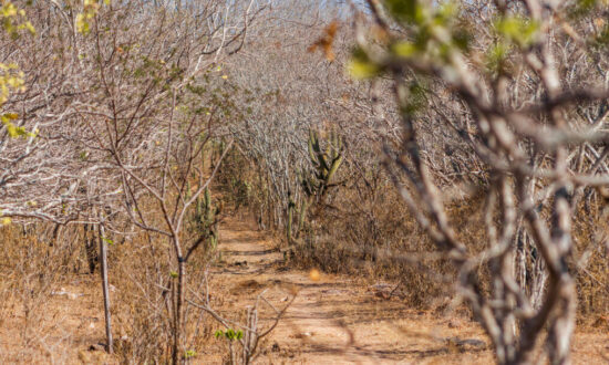 Seca Severa: Porto da Folha (SE) Recebe Reconhecimento de Emergência do Governo Federal