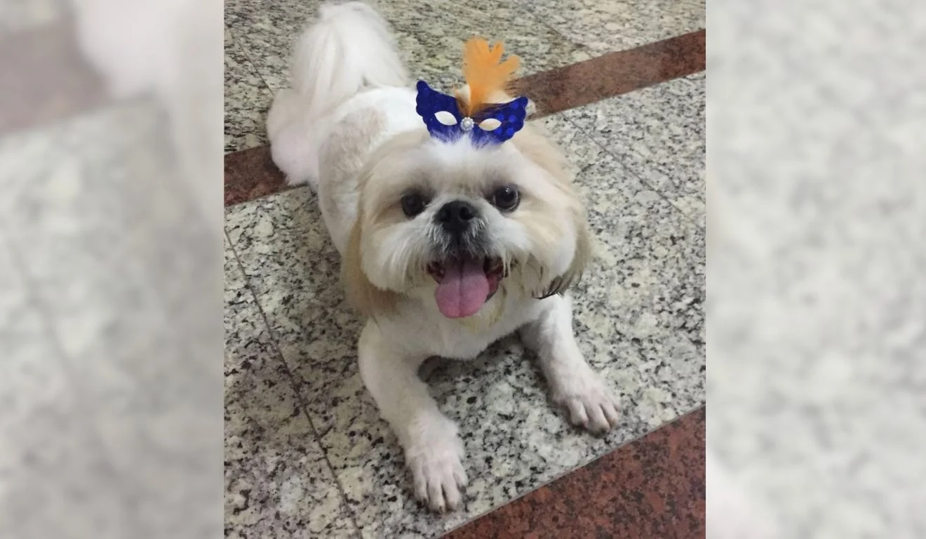 Dono de pitbulls que mataram shih-tzu em Alegre doa animais para evitar processo