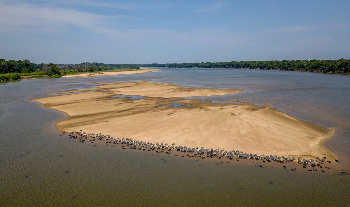 Enchente recorde no Rio Guaporé ameaça desova de tartarugas e eleva preocupação ambiental em Rondônia
