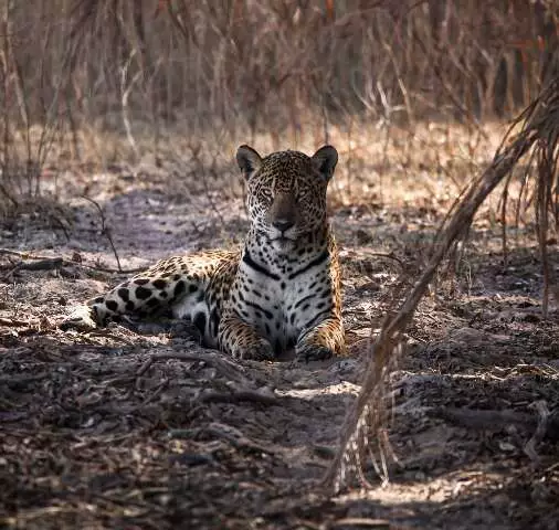 No Dia da Onça-Pintada, Guias Pantaneiros Revelam Encontros Transformadores com o Felino