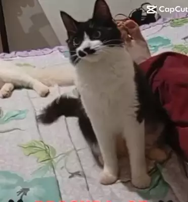 Desespero no Santa Emília: Estudante busca gata desaparecida e apela por ajuda