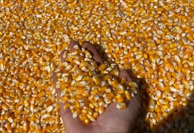 Safra Recorde: Produtividade do Milho Dispara em Mato Grosso do Sul, Impulsionada pelo Clima Favorável e Tecnologia