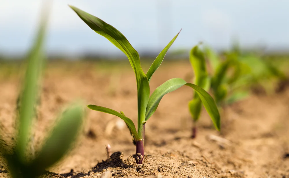 Boa Vista Sedia Conferência Municipal para Impulsionar Desenvolvimento Rural Sustentável