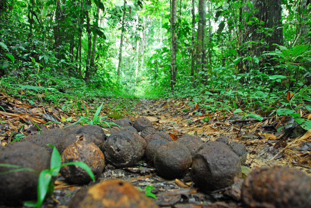 Polícia Civil do Acre investiga denúncia de expulsão de castanheiros na fronteira