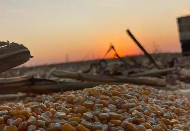 Lavoura Impulsiona Recorde no Agro de MS: Crescimento de 26% e Receita de R$ 78,8 Bilhões