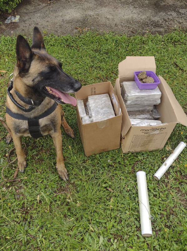 Guarda municipal apreende mais de 30 quilos de drogas e prende suspeito no Umbará