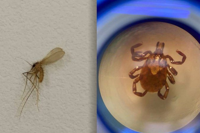 Saúde reforça cuidados contra o mosquito-palha e carrapato no Paraná