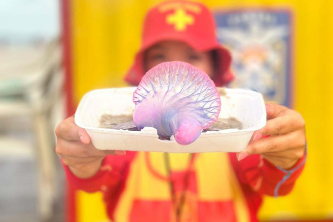 Queimaduras por Água-Viva: Como Prevenir e Agir no Verão 2026