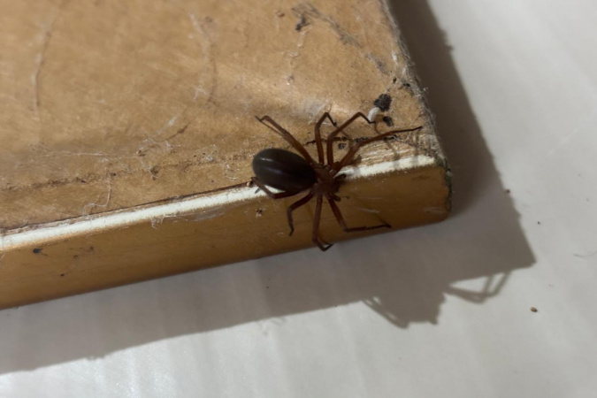 Saúde reforça cuidados essenciais para evitar acidentes com aranhas no verão