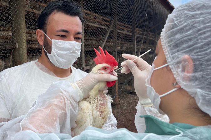 Adapar reforça vigilância ativa contra influenza aviária e doença de newcastle no Paraná