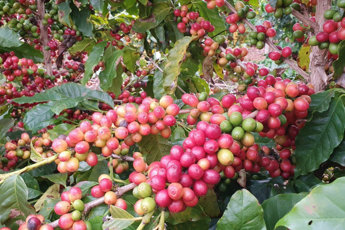 Café do Paraná é destaque com espaço interativo no Show Rural 2026
