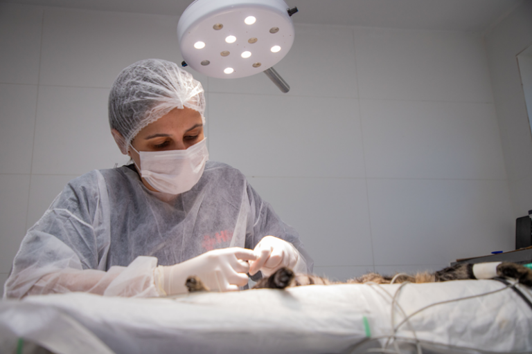 Prefeitura e HPet ampliam atendimentos gratuitos para cães e gatos em Curitiba