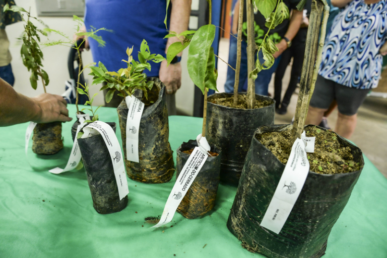 Curitiba distribui 10 mil mudas para aniversário da cidade em março