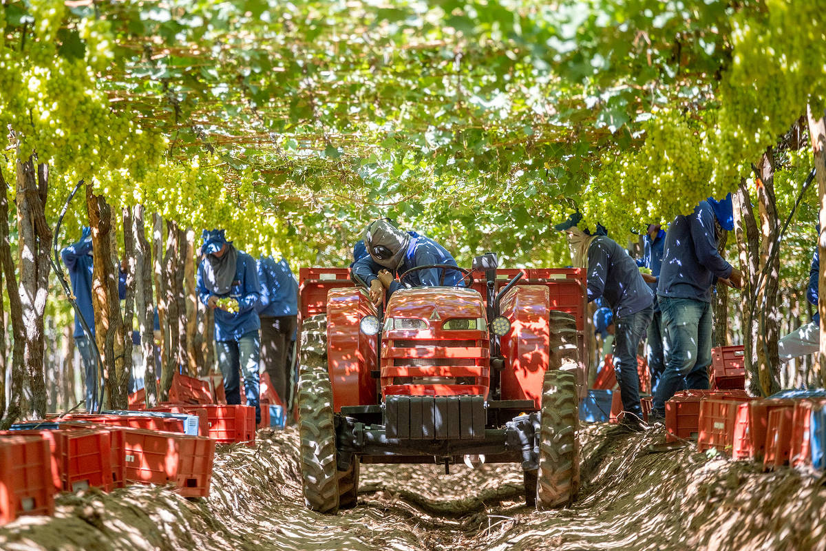 Uvas de mesa exóticas ganham destaque no Vale do São Francisco