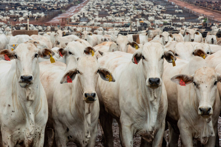 Arroba de boi registra alta de preços e impacta mercado interno e externo