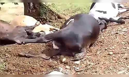 Raio causa morte de cinco bovinos em propriedade rural de Ivaiporã