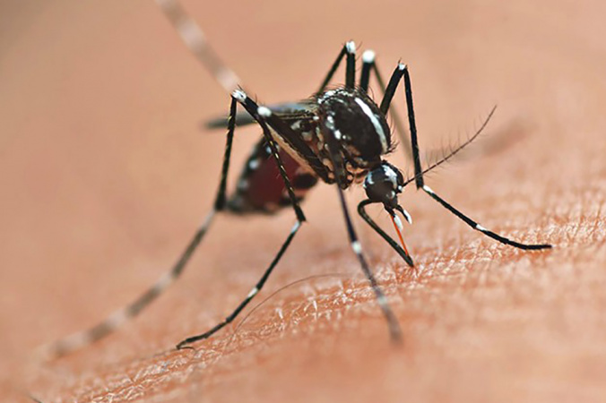 Secretaria de Saúde reforça prevenção da dengue no Paraná em 2026
