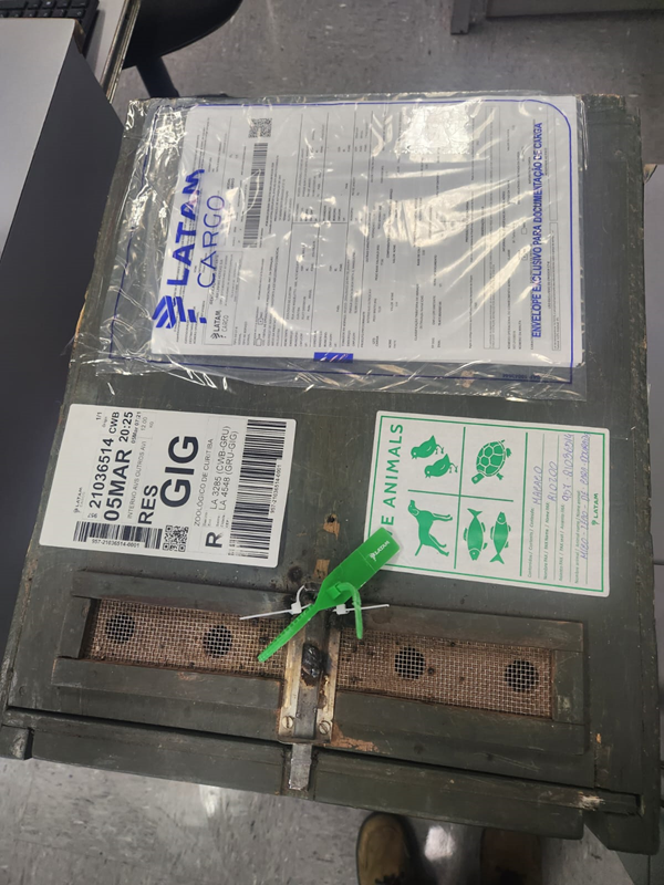 Transferência de mico-leão-de-cara-dourada reforça conservação no Brasil