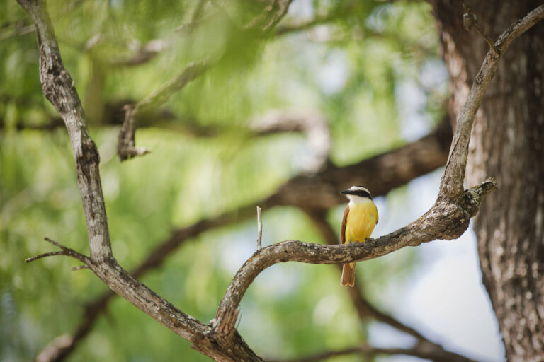 Declínio acelerado de aves em áreas quentes dos EUA preocupa especialistas
