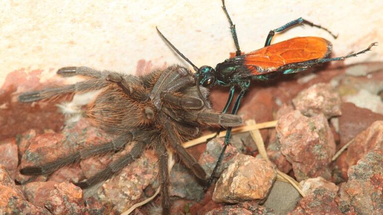 Cavalo do cão: a vespa gigante com a segunda picada mais dolorosa do mundo