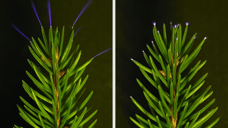 Tempestades podem fazer árvores brilharem como vaga-lumes ultravioletas