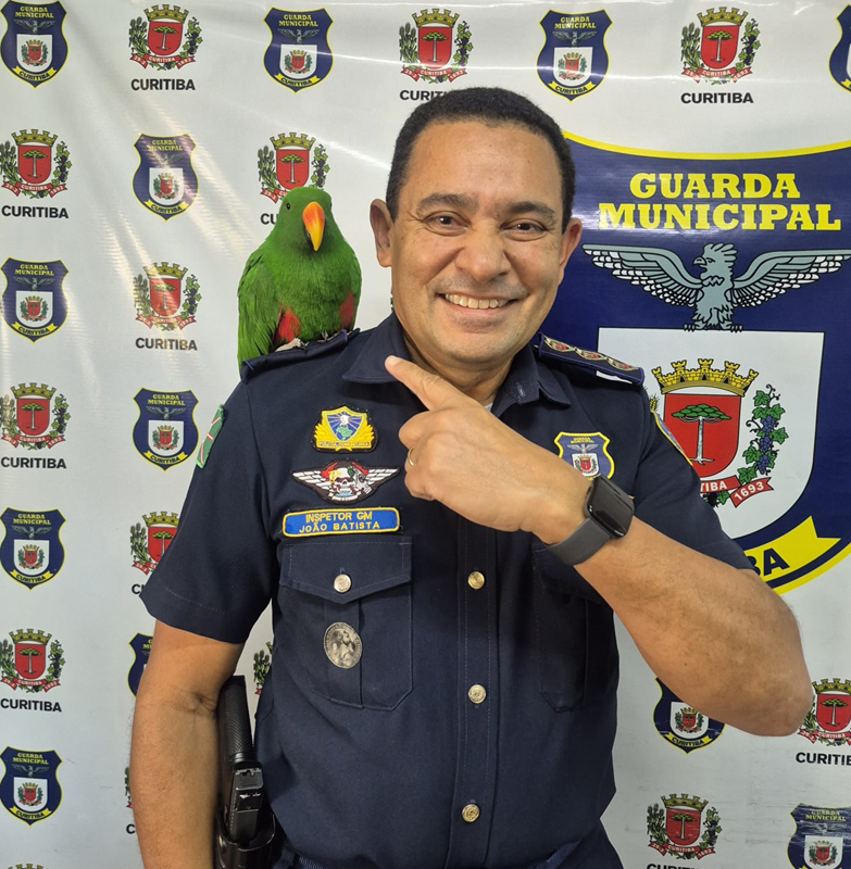 Guarda Municipal de Curitiba resgata papagaio Ecletus Verde no Sítio Cercado